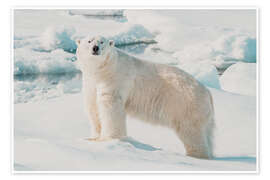 Wandbild Eisbär auf einer Eisscholle - Michael Nolan