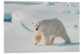 Acrylglasbild Erwachsener männlicher Eisbär - Michael Nolan