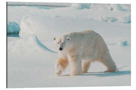 Alubild Erwachsener männlicher Eisbär - Michael Nolan