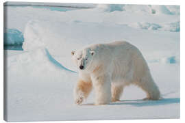 Leinwandbild Erwachsener männlicher Eisbär - Michael Nolan