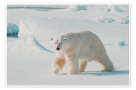 Wandbild Erwachsener männlicher Eisbär - Michael Nolan