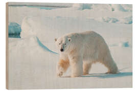 Holzbild Erwachsener männlicher Eisbär - Michael Nolan