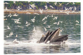 Acrylglasbild Erwachsene Buckelwale, Südost-Alaska, USA - Michael Nolan