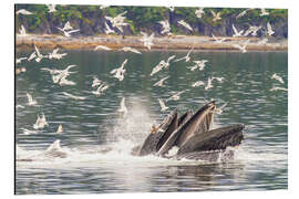 Aluminium print Adult Humpback Whales, Southeast Alaska, USA - Michael Nolan