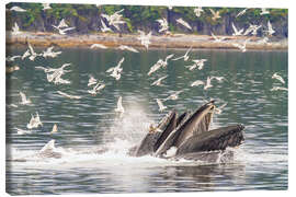 Leinwandbild Erwachsene Buckelwale, Südost-Alaska, USA - Michael Nolan
