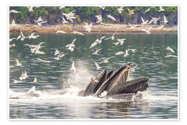 Wandbild Erwachsene Buckelwale, Südost-Alaska, USA - Michael Nolan
