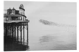 Acrylglasbild Starenschwarm am Brighton Palace, Vereinigtes Königreich - Nadia Isakova