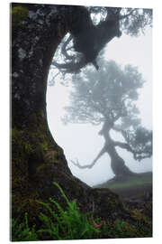 Acrylglasbild Schöne Bäume auf Madeira - Martin Podt