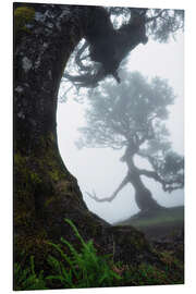 Aluminium print Beautiful trees of Madeira - Martin Podt