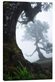 Leinwandbild Schöne Bäume auf Madeira - Martin Podt