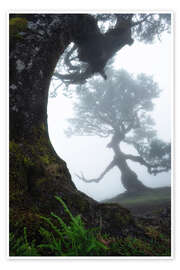 Poster Schöne Bäume auf Madeira - Martin Podt