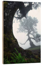 Wood print Beautiful trees of Madeira - Martin Podt