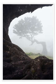 Poster Lorbeerbäume von Madeira - Martin Podt