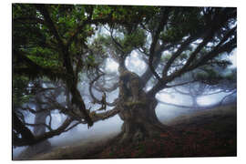 Alubild Monsterbaum von Madeira - Martin Podt