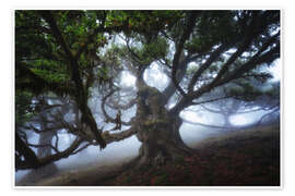 Wandbild Monsterbaum von Madeira - Martin Podt