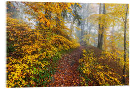 Acrylglasbild Wege zur Entspannung im Herbstwald