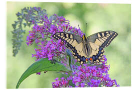 Acrylglasbild Wunderschöner Schwalbenschwanz - GUGIGEI