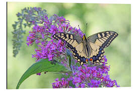 Alubild Wunderschöner Schwalbenschwanz - GUGIGEI