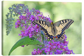Leinwandbild Wunderschöner Schwalbenschwanz - GUGIGEI
