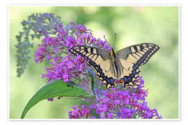 Poster Wunderschöner Schwalbenschwanz - GUGIGEI