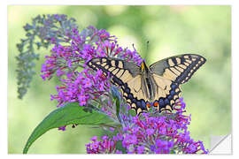 Wandsticker Wunderschöner Schwalbenschwanz - GUGIGEI
