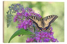 Holzbild Wunderschöner Schwalbenschwanz - GUGIGEI