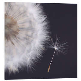 Acrylglasbild Filigrane Pusteblume