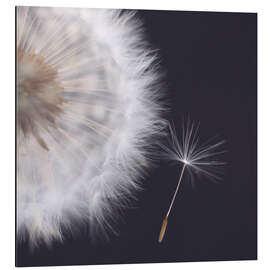 Alubild Filigrane Pusteblume