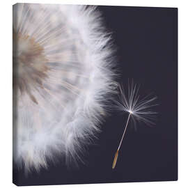 Leinwandbild Filigrane Pusteblume