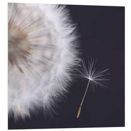 Hartschaumbild Filigrane Pusteblume