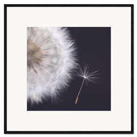 Gerahmter Kunstdruck Filigrane Pusteblume