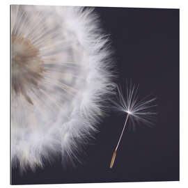 Gallery Print Filigrane Pusteblume