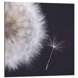 Magnettafel Filigrane Pusteblume