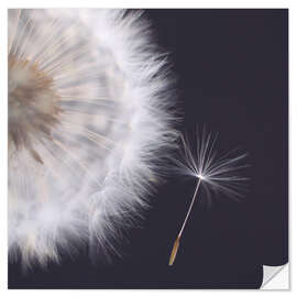 Wandsticker Filigrane Pusteblume