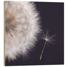 Holzbild Filigrane Pusteblume