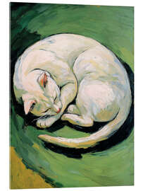 Acrylglasbild Weiße Katze