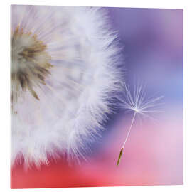 Acrylglasbild Pusteblumentraum - Ludger Föster