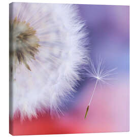 Leinwandbild Pusteblumentraum - Ludger Föster
