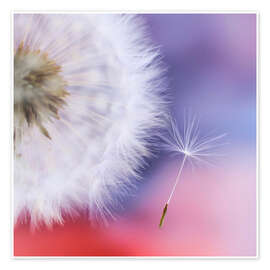 Wandbild Pusteblumentraum - Ludger Föster