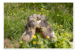 Wandbild Liebe in den Alpen - Félix Frankl
