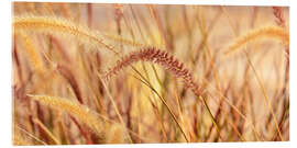 Acrylglasbild Lampenputzergras Herbstzauber - Atteloi