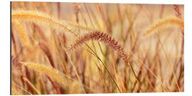 Alubild Lampenputzergras Herbstzauber - Atteloi