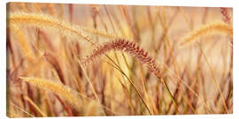 Leinwandbild Lampenputzergras Herbstzauber - Atteloi