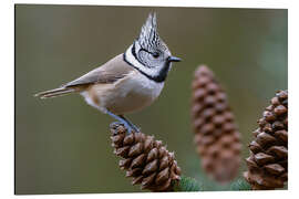 Tableau en aluminium Crested Tit - Christian Müringer