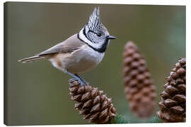 Leinwandbild Haubenmeise