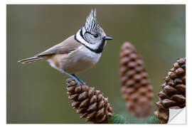 Wandsticker Haubenmeise