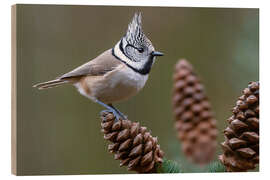 Holzbild Haubenmeise