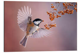 Aluminium print Coal Tit - Christian Müringer
