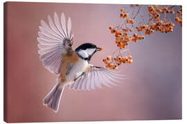 Leinwandbild Tannenmeise - Christian Müringer