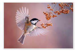 Poster Tannenmeise - Christian Müringer